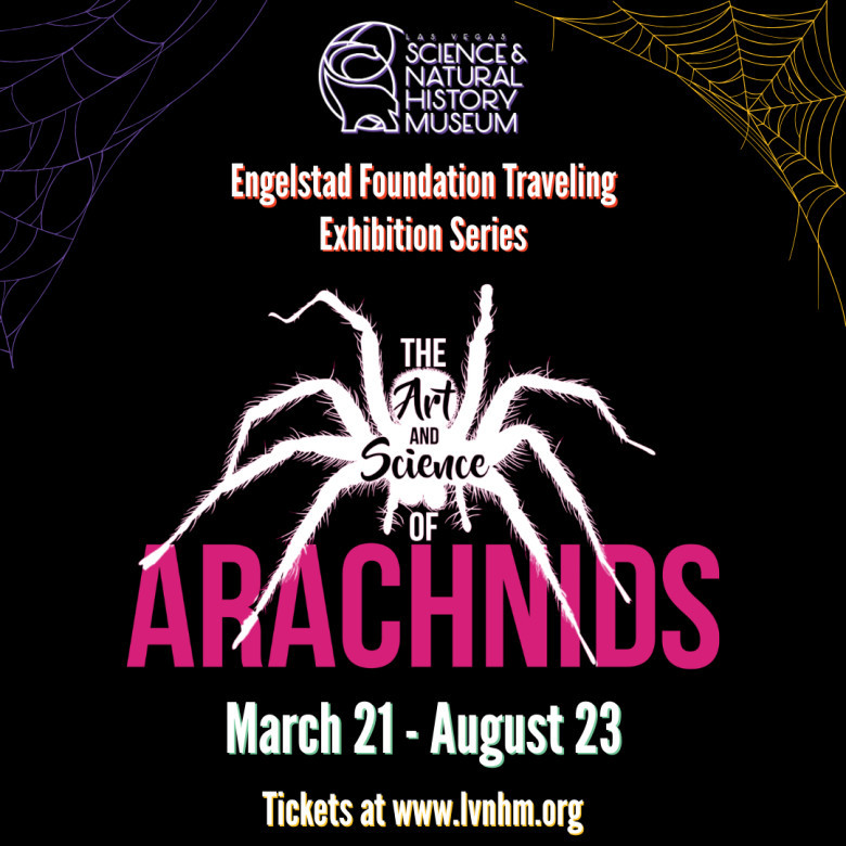 Las Vegas Natural History Museum Hosts America's Largest Arachnid Exhibit